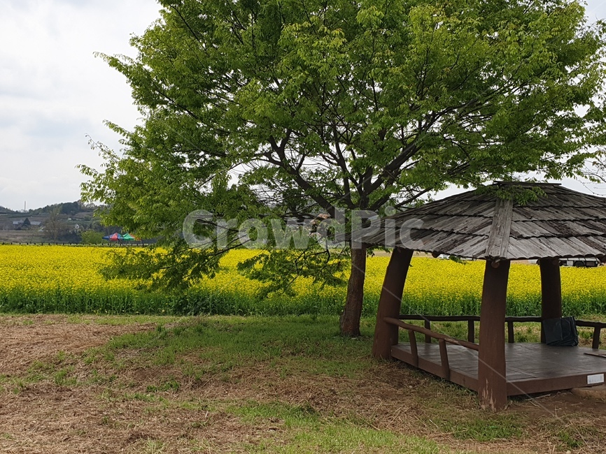 유채,유채꽃,소나무,유채밭,봄,정자