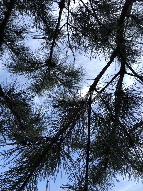 침엽수,솔잎,자연,나무,나뭇가지,패턴,식물,자연,plants,nature
