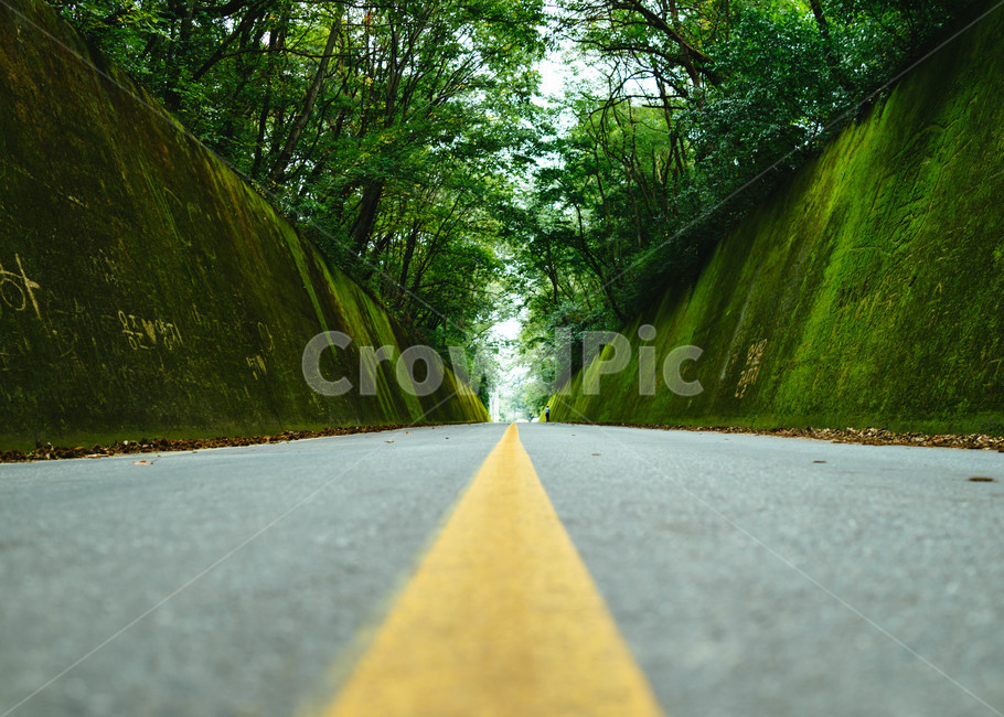 이끼,이끼터널,녹색배경,도로,뻥뚫린,드라이브,자연,풍경,nature,landscape,asphalt,아스팔트,road,freeway,고속 도로,highway,고속도로