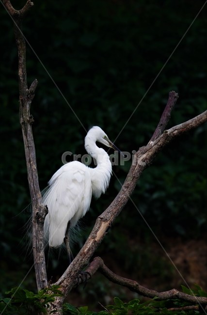 중백로,백로,새,정원,birds,동물,animal,조류,새,birds