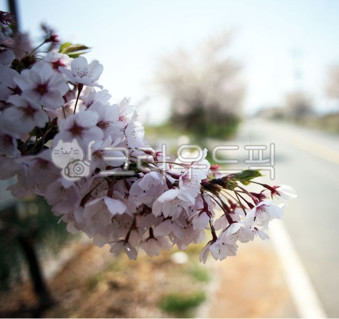 봄,벚꽃,개화,사쿠라,따뜻함,spring,cherryblossom,blooming,sakura,warmth
