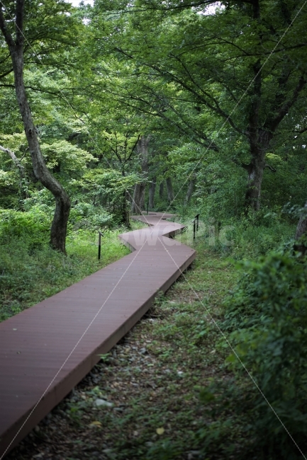 숲,나무,길,산책,자연,여행,휴식,힐링,풍경,여름,초록,그린,자연,풍경,nature,landscape,식물,plants,나무,trees,wood
