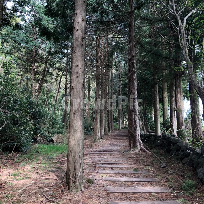 제주도,물영아리오름,피톤치드,메타세콰이어숲,숲