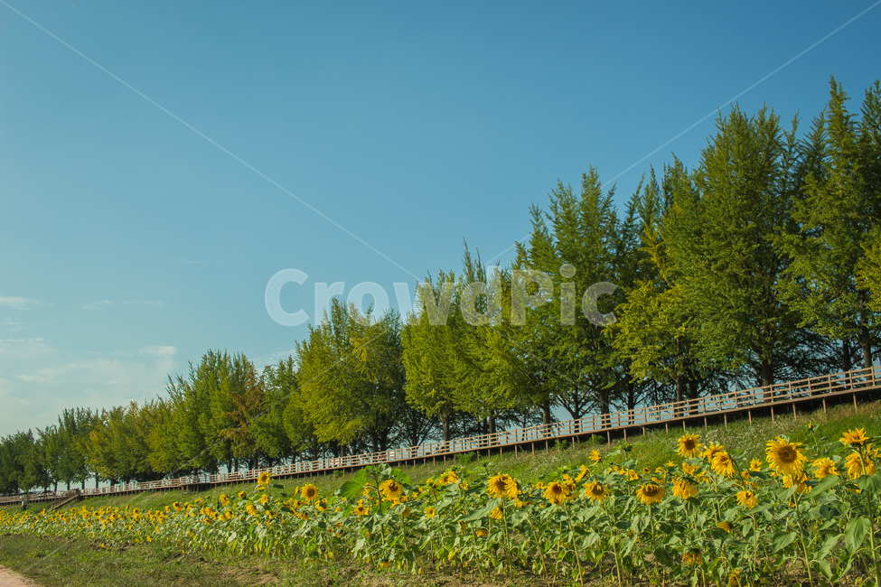 nature,grassland,자연,outdoors,옥외,들,field,목초지,안성,해바라기,나무,숲,초록,하늘,자연,풍경,nature,landscape,식물,plants,꽃,flower,나무,trees,wood