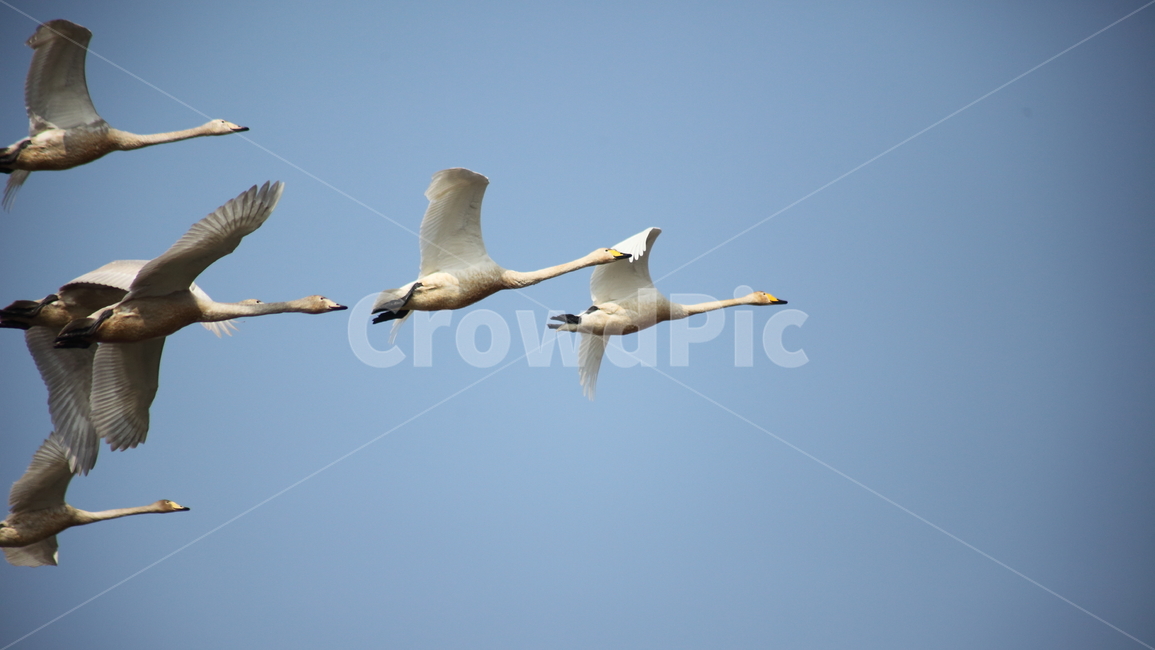 animal,동물,bird,새,고니,백조,철새,swan,큰고니,동물,animal,조류,새,birds