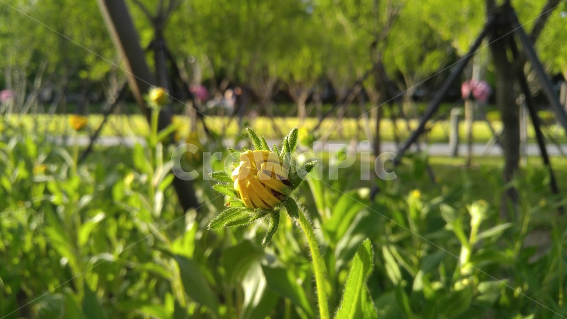 루드베키아,꽃,노란꽃,식물,노랑색,녹색,배경,감성,계절,ludvechia,flower,yellowflower,flant,yellow,green,background,emotional,season