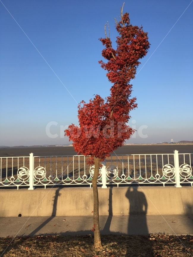 그림자,풍경,셀카,단풍,나무,가을,계절,fall,autumn,season,식물,자연,plants,nature,나무,trees,wood,railing,난간,banister,handrail,tree,plant