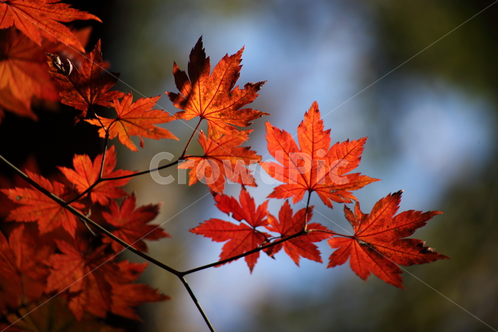 Maple tree,chlorophyll,redleaves,autumn,Maple