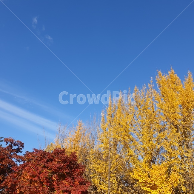 단풍,나무,자연,은행나무,가을,가을,계절,fall,autumn,season,식물,자연,plants,nature,나무,trees,wood,tree,plant