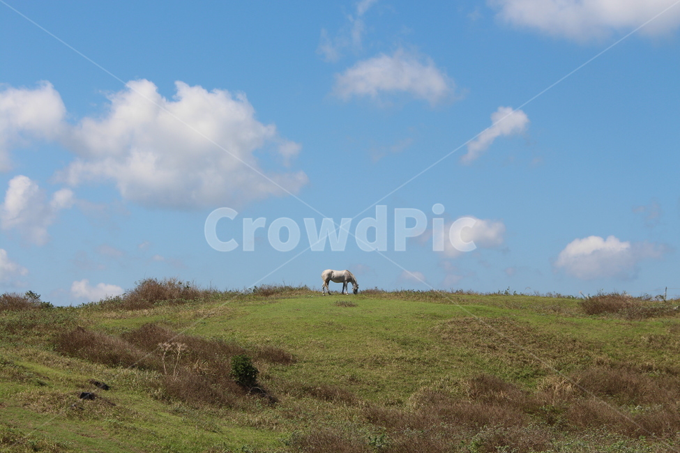 제주도,섭지코지,말,하늘,구름,자연,풍경,nature,landscape,동물,animal,포유류,mammal,field,들,grassland,목초지,outdoors,옥외