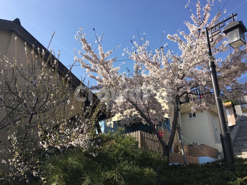 벚꽃나무,벚꽃,풍경,화창한날씨,벚꽃풍경,봄,계절,spring,season,plant,식물