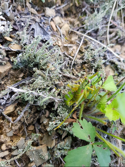 곤충,insect,메뚜기,animal,동물,무척추동물,invertebrate,이끼,식물,plant,곤충,벌레,insect,bug