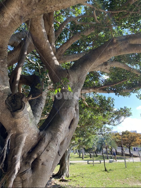 tree,나무,treetrunk,나무줄기,식물,plant,정원,자연,풍경,하늘,구름,sky,식물,자연,plants,nature,나무,trees,wood