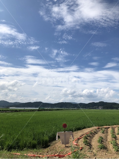 nature,자연,outdoors,옥외,field,들,허수아비,자연,풍경,nature,landscape