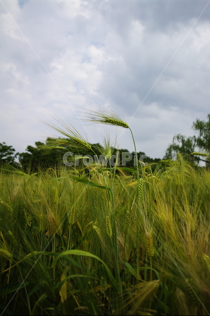 보리,보리밭,식물,plant,자연,nature,하늘,구름