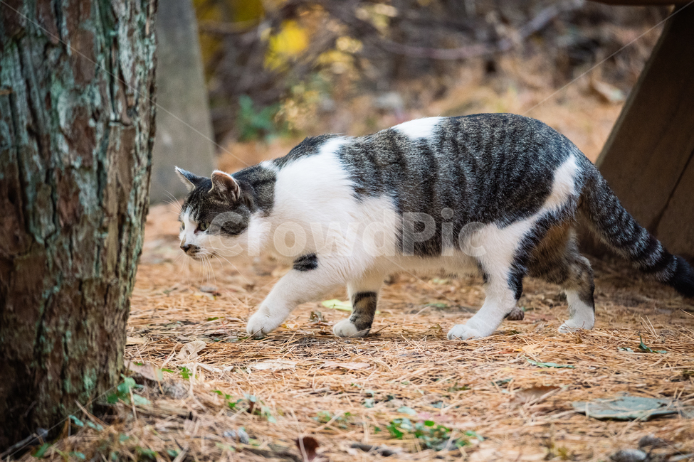 고양이,cat,길고양이,냥이,냥냥이,동물,animal,포유류,mammal,고양이,cat,kitten,kitty