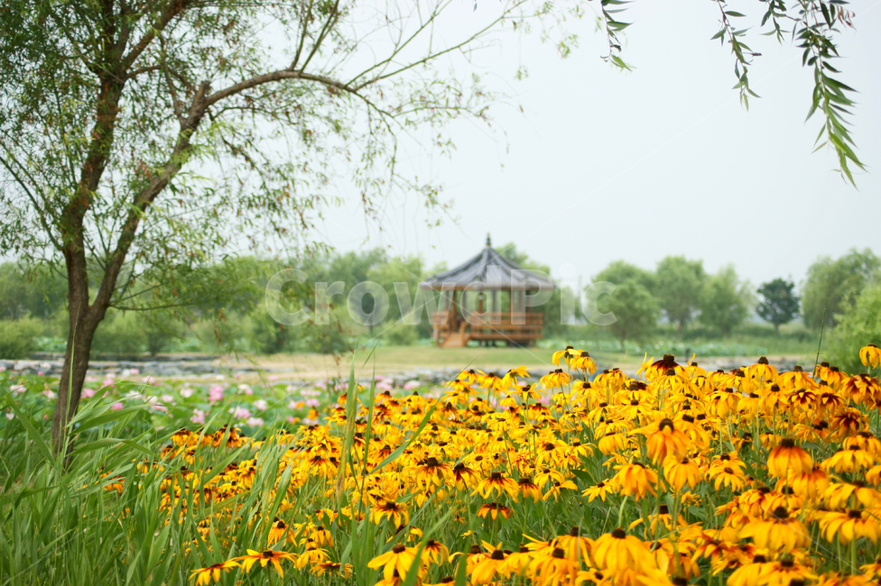 꽃,루드베키아,부산,삼락공원,공원,만개,노랑,yellow,flower,yellowdaisy,park,풍경배경,배경,꽃배경,공원배경,식물,자연,plants,nature,꽃,flower