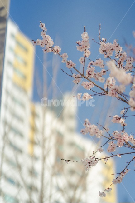 꽃,봄,벚꽃,설렘,사랑,연애,데이트,봄,계절,spring,season,식물,자연,plants,nature,꽃,flower,plant,blossom,cherry blossom