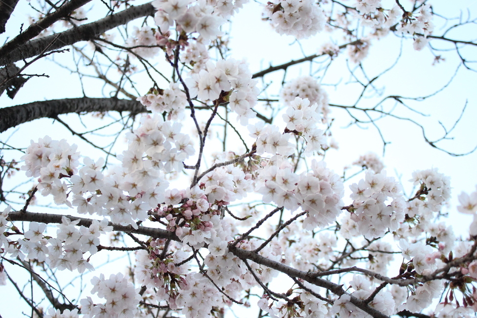 벚꽃,cherryblossom,봄,spring,벚나무,봄맞이,가지,꽃나무,cherryflower,cherrytree,twig,bright,따뜻함,warm