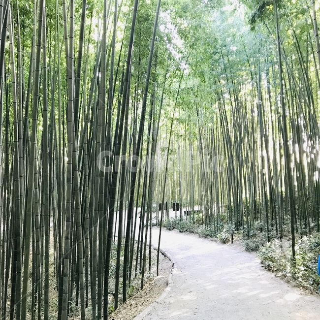 대나무,대나무숲,산책로,숲,숲속,자연,풍경,nature,landscape,plant,식물