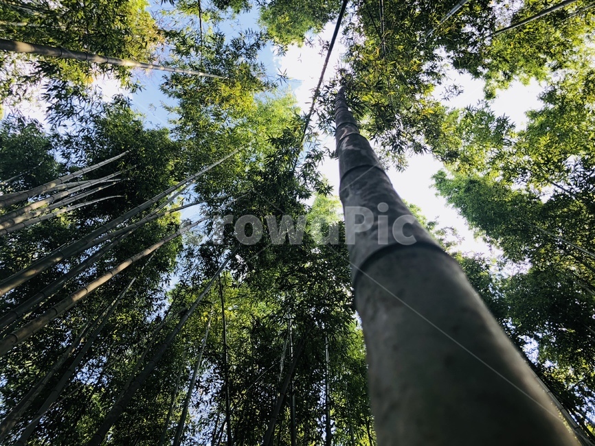 대나무,나무,여름,피톤치드,bamboo,tree,summer,green