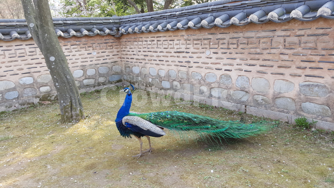 animal,동물,bird,새,peacock,공작,우아한