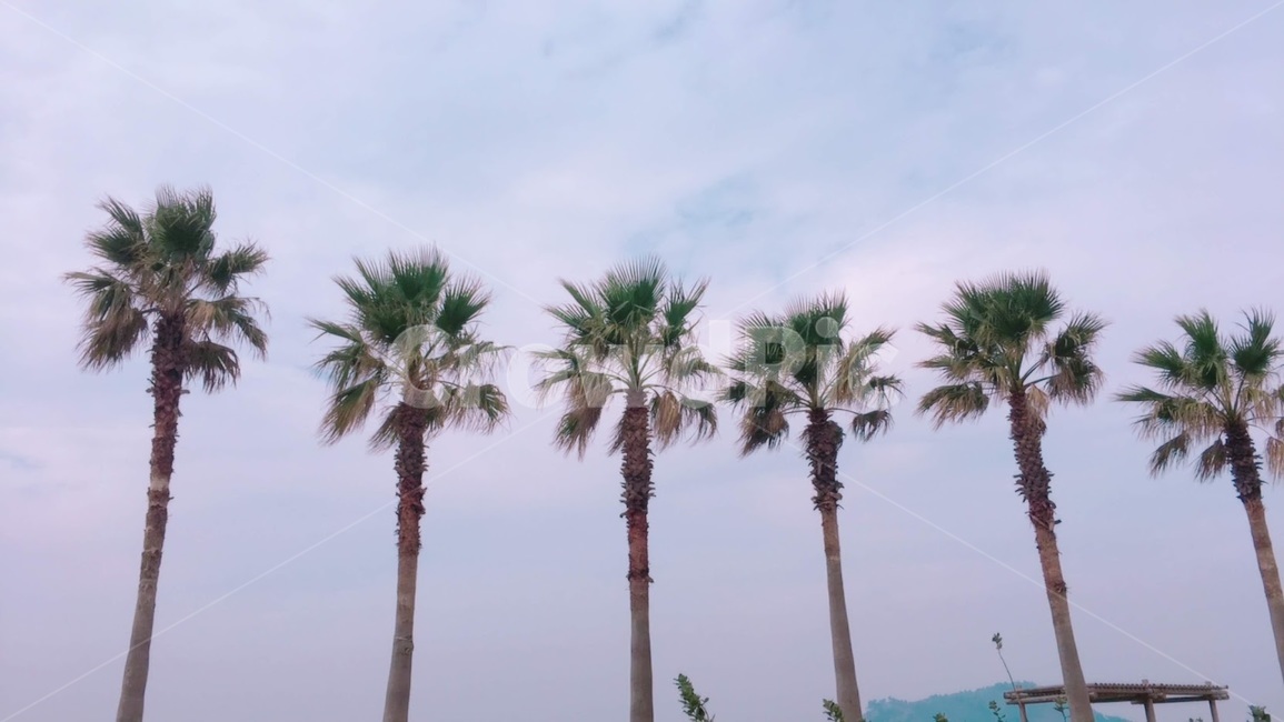 제주,제주도,열대나무,열대,야자수,풍경,자연,열대야,제주여행,하늘,자연,풍경,nature,landscape,tree,나무,palm tree,plant,식물