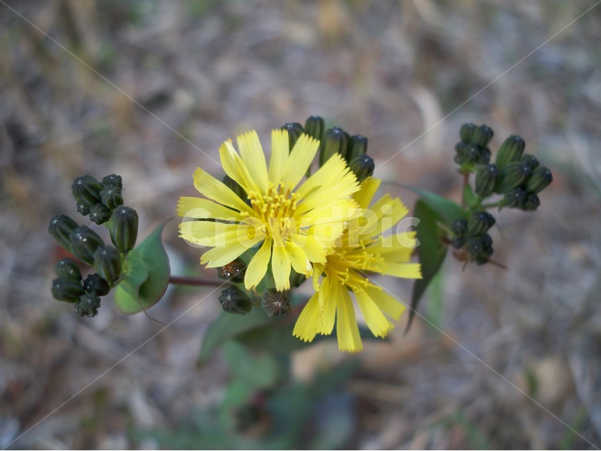 야생화,꽃,식물,자연,봄,식물,자연,plants,nature,꽃,flower