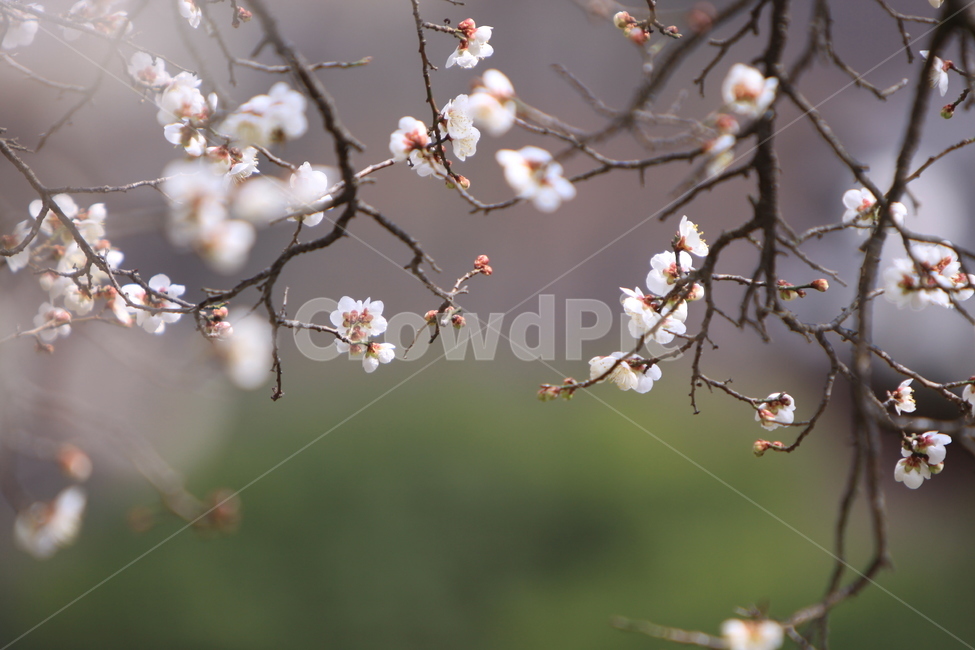 매화,선암매,고매,봄꽃,매화나무,식물,자연,plants,nature,꽃,flower
