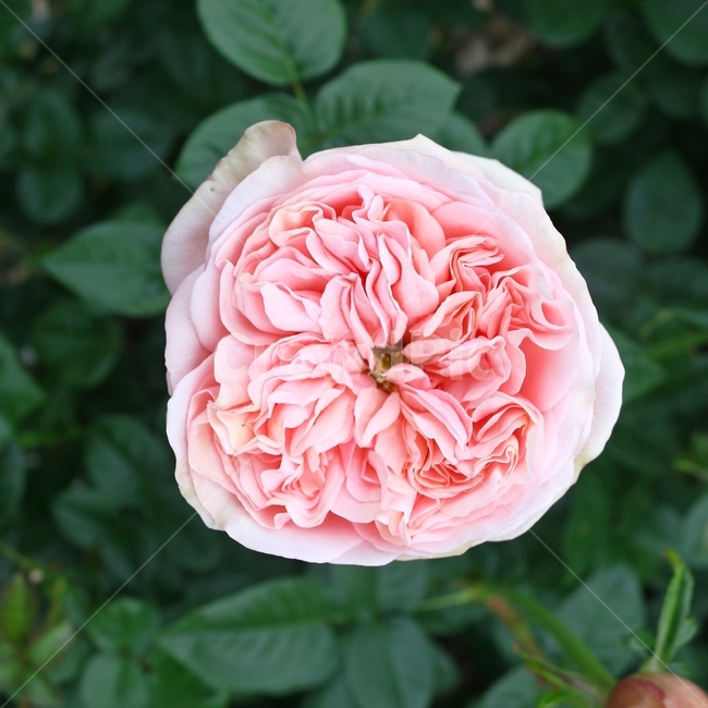 장미,꽃,rose,flower,pink,분홍장미,핑크장미,식물,자연,plants,nature,꽃,flower