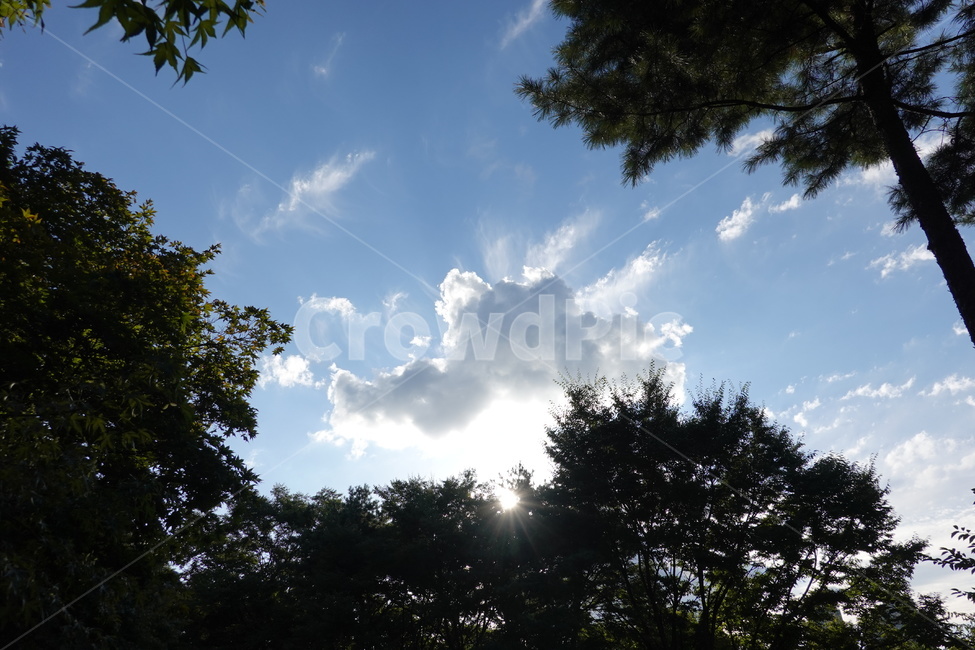 가을하늘,푸른하늘,푸른잎,초록,자연,풍경,sky,leap,tree,green,nature,자연,풍경,nature,landscape,light,빛,flare,플레어