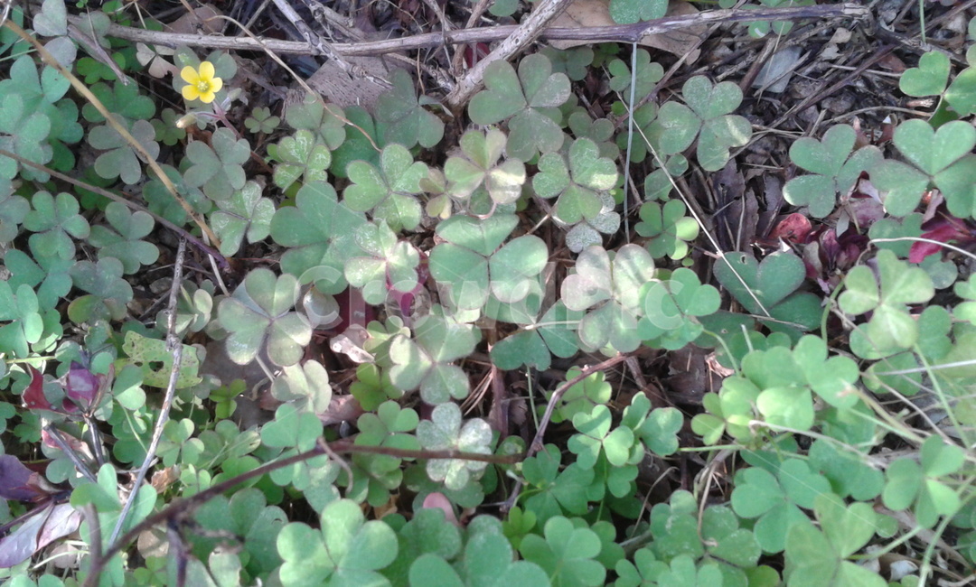 plant,식물,leaf,잎,토끼풀,세잎클로버,식물,자연,plants,nature
