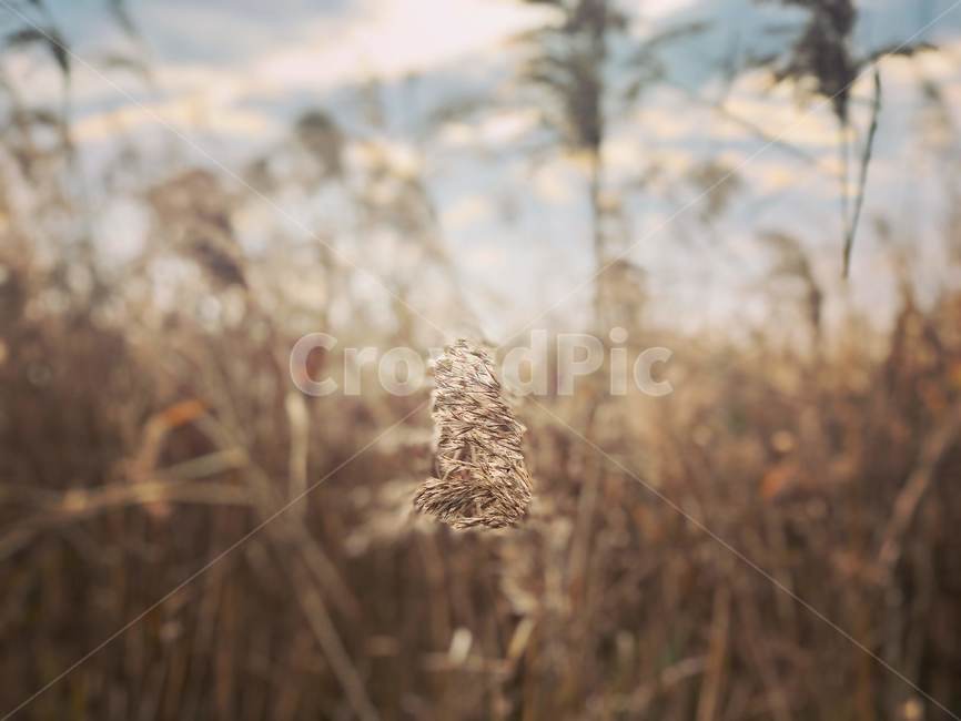 grass,잔디,plant,식물,lawn,reed,갈대,가을,하늘,sky,감성사진