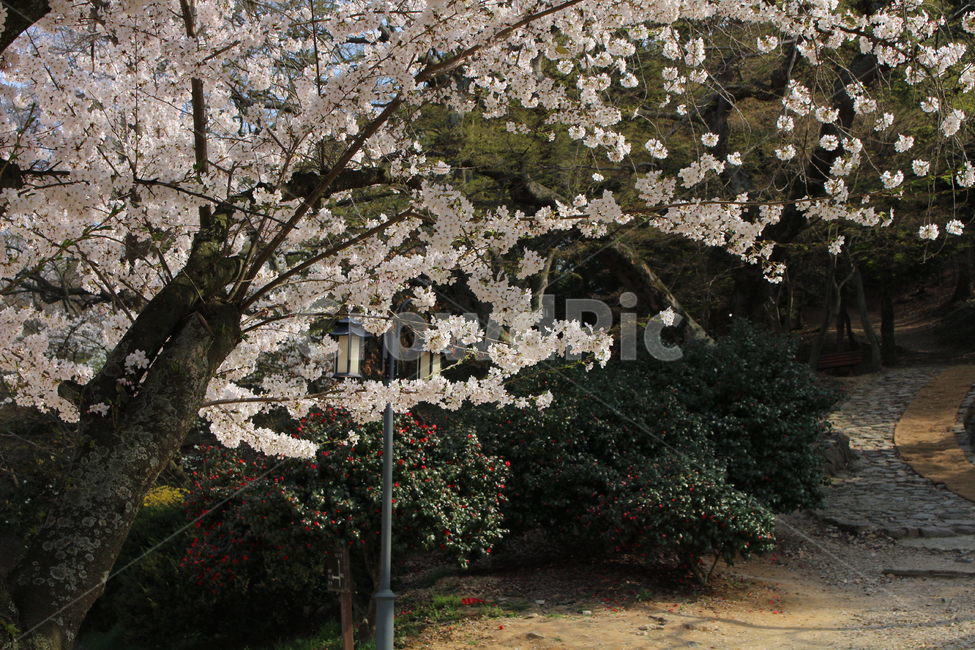 꽃,하늘,벚꽃,cherryblossom,산책