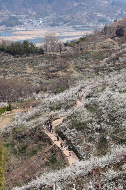 광양,매화,청매실농원,청매실,봄꽃,꽃,한국여행,봄,계절,spring,season,nature,봄,계절,spring,season,자연,풍경,nature,landscape,한국자연풍경,한국자연경관,korea nature landscape,ground,바닥,outdoors,옥외