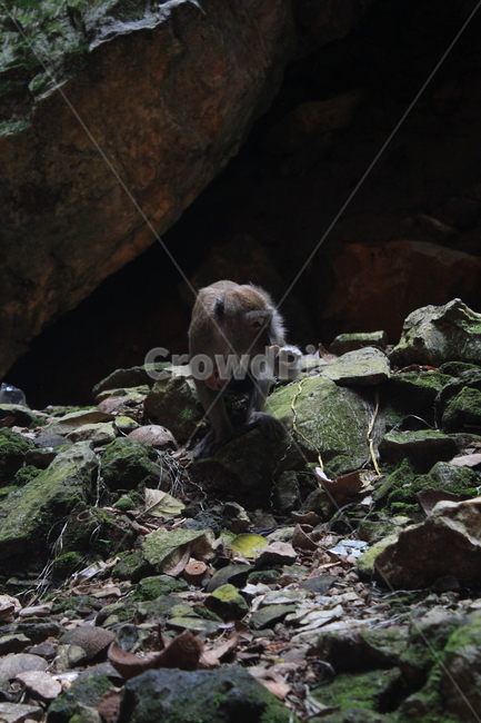 원숭이,monkey,동굴,자연,포유류,animal,nature,mammal,cave