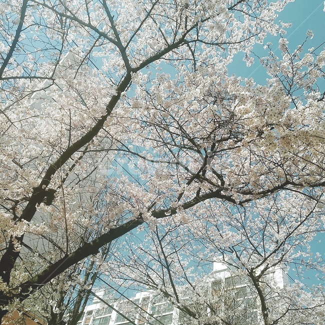 벚꽃,blossom,식물,풍경,하늘