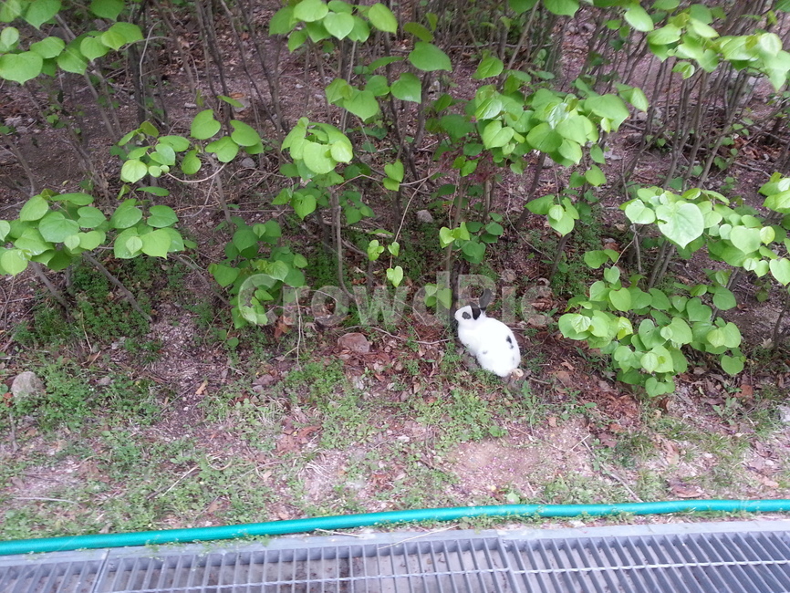 식물,토끼,plant,rabbit,얼룩토끼