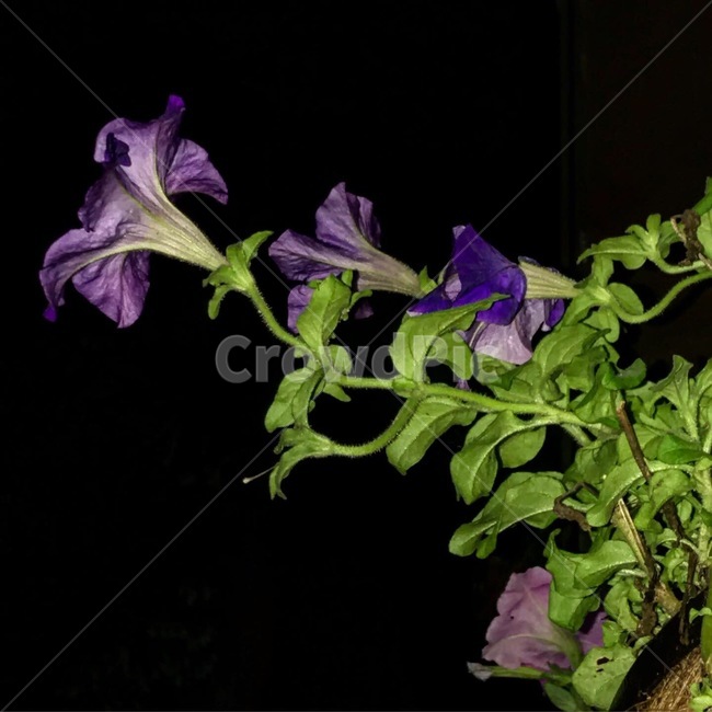 acanthaceae,blossom,잔잔과,flower,plant,식물,꽃,나팔꽃,식물,자연,plants,nature,꽃,flower