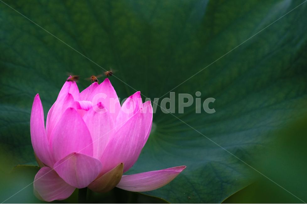 연,연꽃,연잎,수생식물,불가화,식물,자연,plants,nature,꽃,flower,동물,animal,곤충,벌레,insect,bug