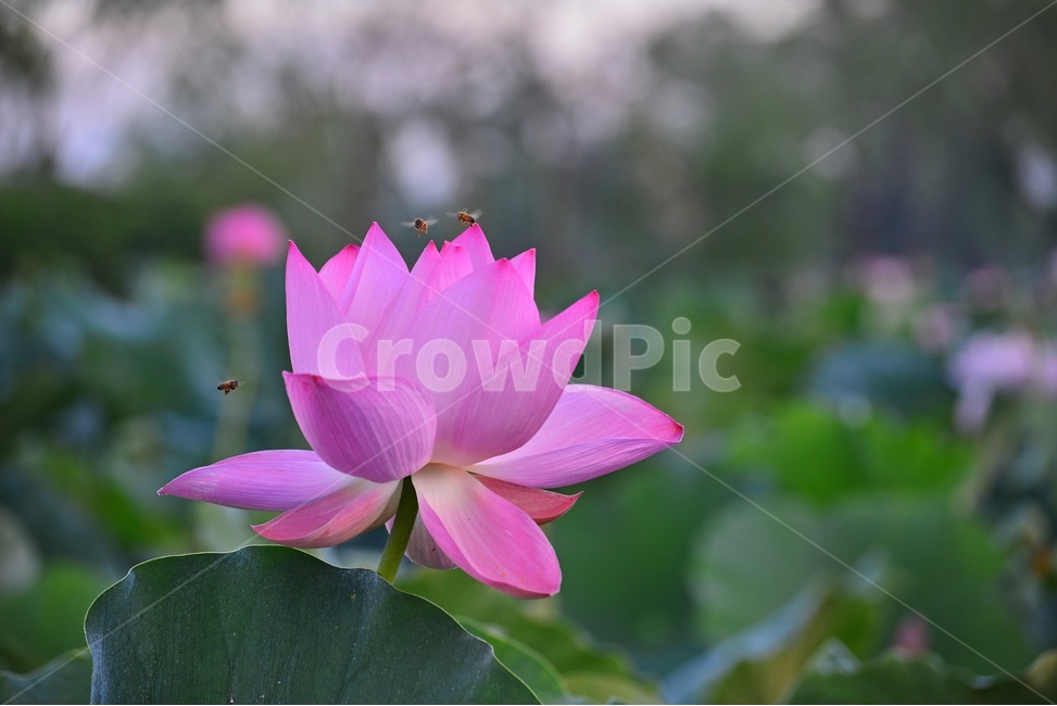 plant,식물,flower,blossom,꽃,궁남지,water,물,outdoors,옥외,nature,자연,하늘,구름,연꽃,홍연,벌