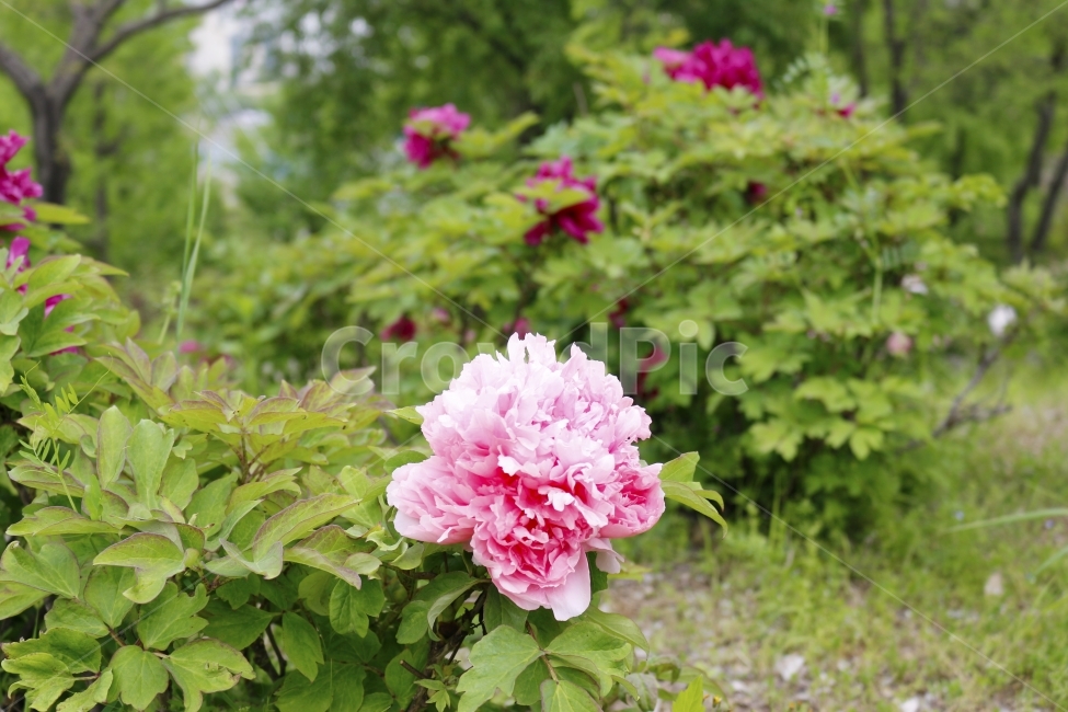 꽃,flower,핑크,pink,분홍,초록,식물,자연,plantsnature,공원,녹색,푸름,자연사진,플라워,힐링,배경,감성,감성사진,생태,여름,가을,식물,자연,plants,nature,꽃,flower