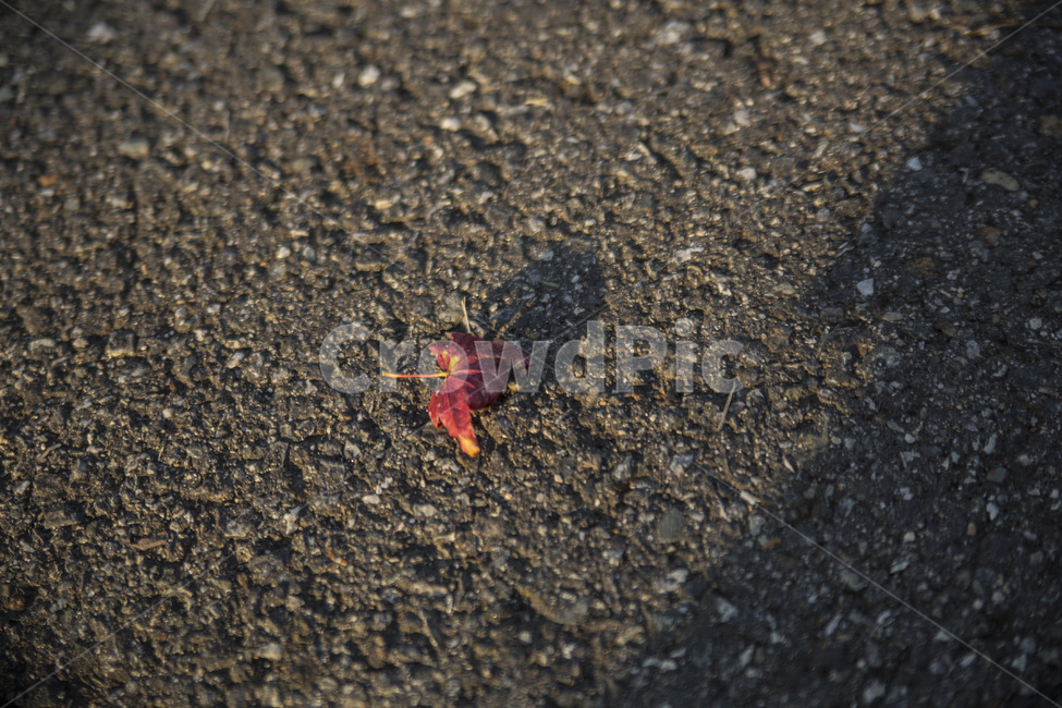 가을,단풍,그림자,붉은색,녹,가을,계절,fall,autumn,season,식물,자연,plants,nature,asphalt,아스팔트,road,도로,gravel,자갈,dirt road,흙길,ground,바닥