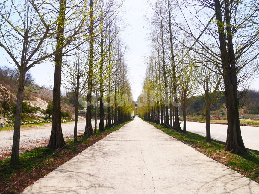 풍경,나무,메타세콰이어,색감,하늘,자연,풍경,nature,landscape,식물,plants,나무,trees,wood,tree,plant,path,통로