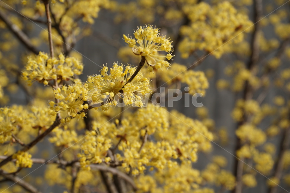apiaceae,양봉장과,blossom,flower,꽃,plant,식물,산수유,산수유나무,산수유나무꽃,산수유꽃