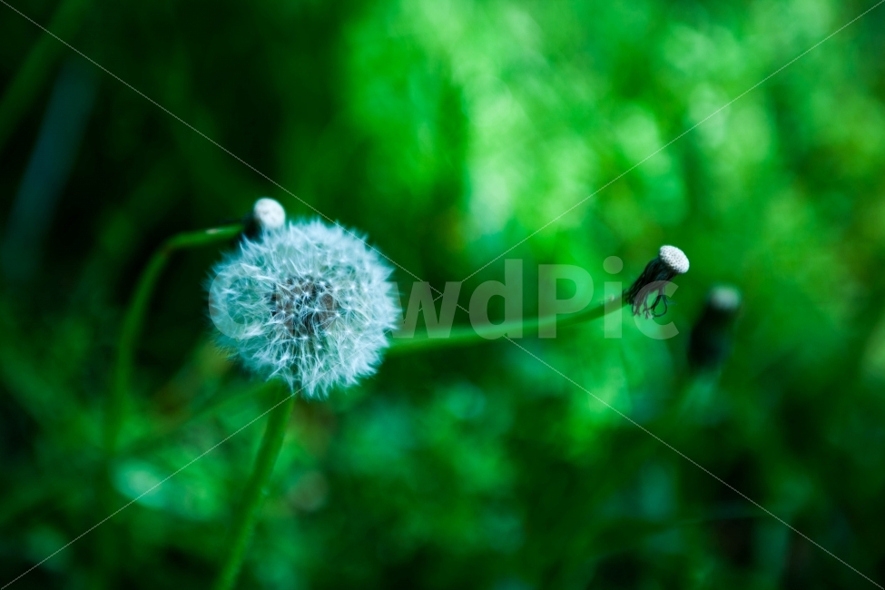 봄,자연,풍경,풍경사진,꽃,꽃사진,민들레,파란색,spring,nature,landscape,flower,flowers,dandelion,식물,자연,plants,nature,꽃,flower