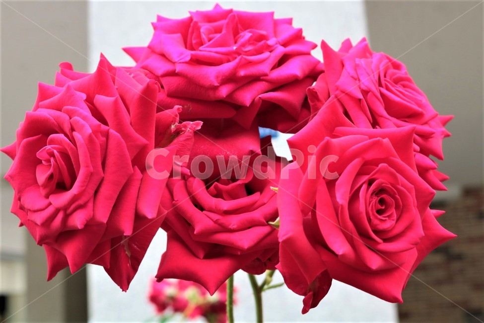 rose,장미,flower,꽃,식물,식물,자연,plants,nature,꽃,flower