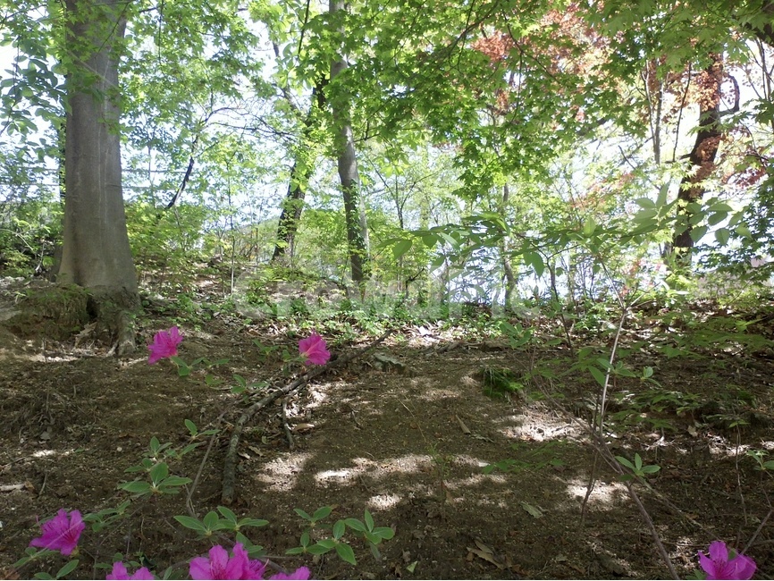 봄,꽃길,여유,한국의산,자연,숲속,자연,풍경,nature,landscape,plant,식물,tree,나무,ground,바닥