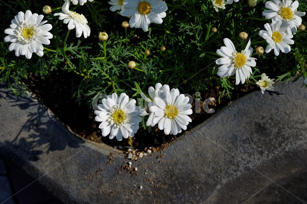 bloom,colorful,floral,flower,gardenflowers,happymind,life,nature,plant,spring,봄,정원,가드닝,원예,원예식물,화려,식물,꽃,garden,scent,healing,white,흰,하양bloom