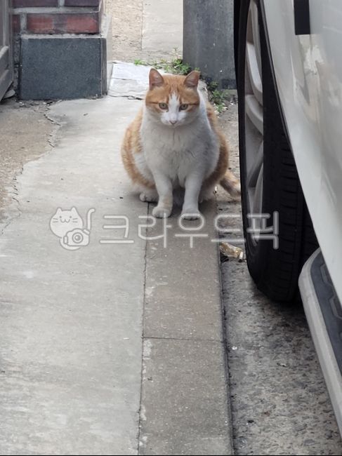 Taking a break,stray cat,cat,fat,sitting